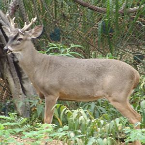 White-tailed Deer (Odocoileus virginianus ustus)