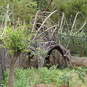 White-tailed Deer (Odocoileus virginianus ustus)