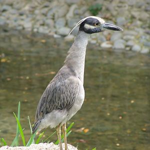A wild Yellow-crowned Night Heron (Nyctanassa violacea)