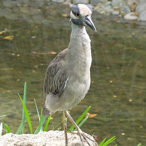 A wild Yellow-crowned Night Heron (Nyctanassa violacea)