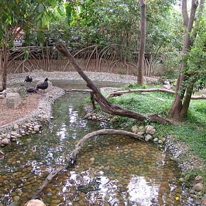 Horned Screamer's (Anhima cornuta) enclosure
