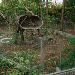 Hoffmann's two-toed sloth's (Choloepus hoffmanni) exhibit