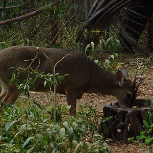 White-tailed Deer (Odocoileus virginianus ustus)