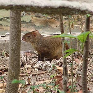 Central American Agouti (Dasyprocta punctata)