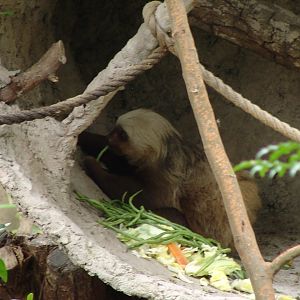 Hoffmann's two-toed sloth (Choloepus hoffmanni)