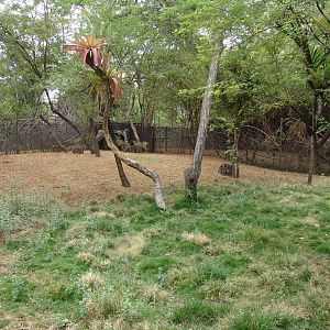 White-tailed Deer's (Odocoileus virginianus ustus) enclosure