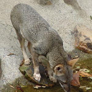 Sechuran Fox (Lycalopex sechurae)