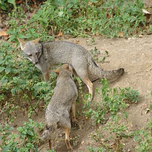 Sechuran Fox (Lycalopex sechurae)