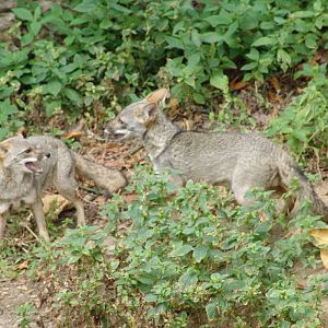 Sechuran Fox (Lycalopex sechurae)