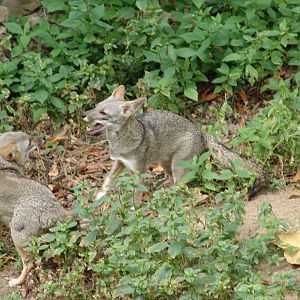 Sechuran Fox (Lycalopex sechurae)