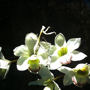 Orchid Praying Mantis