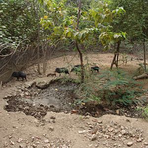 Collared Peccary (Pecari tajacu) exhibit