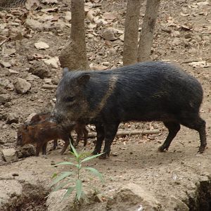 Collared Peccary (Pecari tajacu)