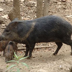 Collared Peccary (Pecari tajacu)