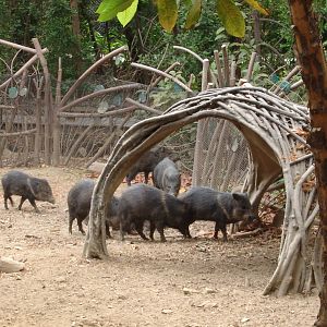 Collared Peccaries (Pecari tajacu)