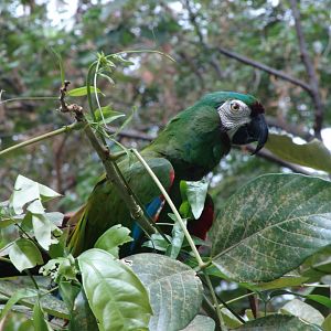 Chestnut-fronted Macaw (Ara severa)
