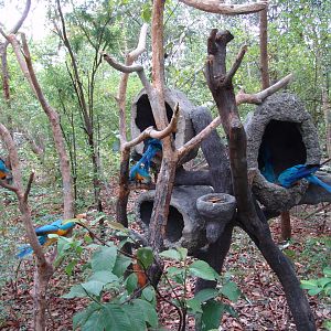 Blue-and-Yellow Macaws (Ara ararauna)