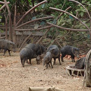 Collared Peccaries (Pecari tajacu)