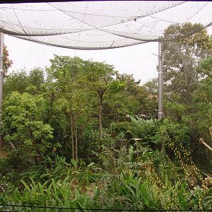 Harpy Eagle's (Harpia harpyja) aviary