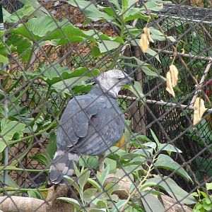Harpy Eagle (Harpia harpyja)