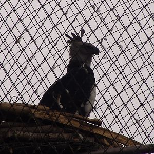 Harpy Eagle (Harpia harpyja)