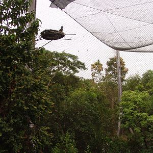 Harpy Eagle's (Harpia harpyja) breeding aviary