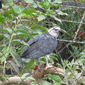 Harpy Eagle (Harpia harpyja)