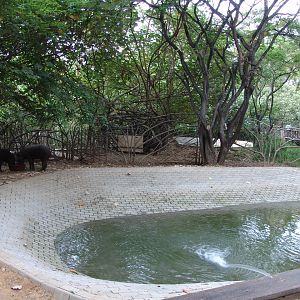 South American Tapir's (Tapirus terrestris) enclosure