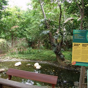 Spectacled Caiman's (Caiman crocodilus) exhibit