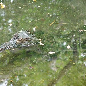 Spectacled Caiman (Caiman crocodilus)