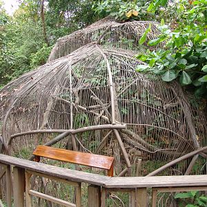 Ocelot's (Leopardus pardalis) interesting exhibit
