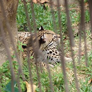Ocelot (Leopardus pardalis)
