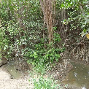 American Crocodile's (Crocodylus acutus) exhibit