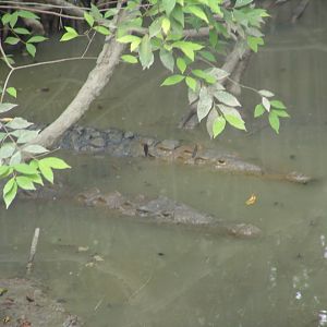 American Crocodiles (Crocodylus acutus)