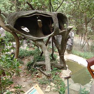 Crab-eating Raccoon's (Procyon cancrivorus) exhibit