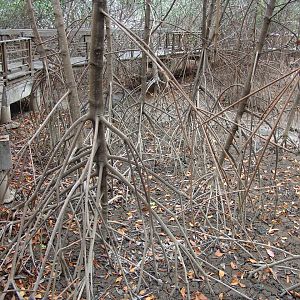 Mangroves at the zoo