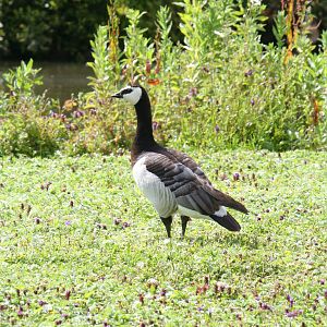 Slimbridge WWT