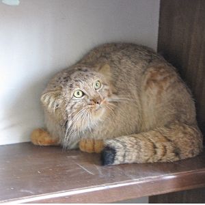 persian pallas cat (Otocolobus manul ferruginea)-winter 2011