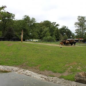 Planckendael - Bison exhibit