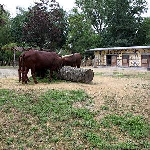 Planckendael - Ankole cattle exhibit