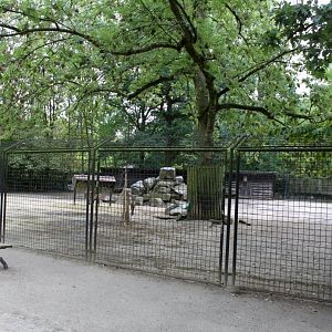 Planckendael - Ibex exhibit