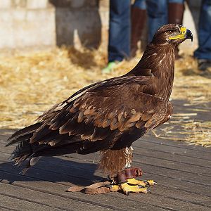 Aquila nipalensis or Aquila rapax (or hybrid)
