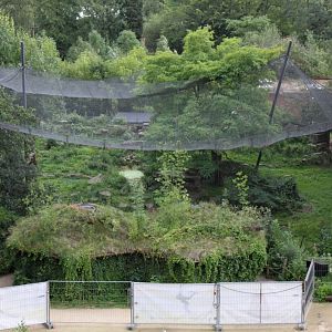 Planckendael - Asia (Snow leopard)