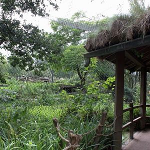 Planckendael - Asia (Snow leopard)