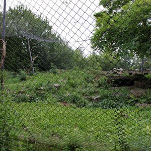 Planckendael - Asia (Snow leopard)