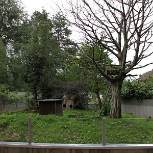 Planckendael - Asia (Red panda)