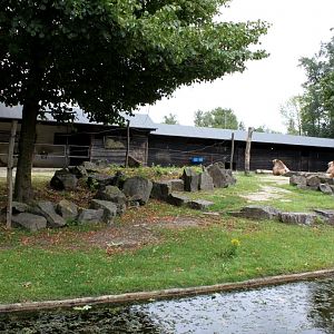 Planckendael - Asia (Two-humped camel)