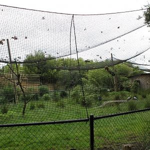 Planckendael - Asia (Gir Forest aviary)