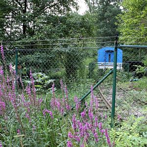 Planckendael - Asia (White-naped crane)