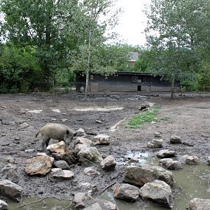 Planckendael - Asia (Wild boar)
